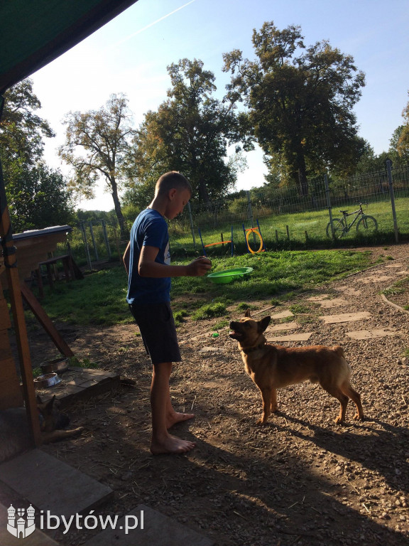 Bytowska młodzież pomaga psom w schronisku