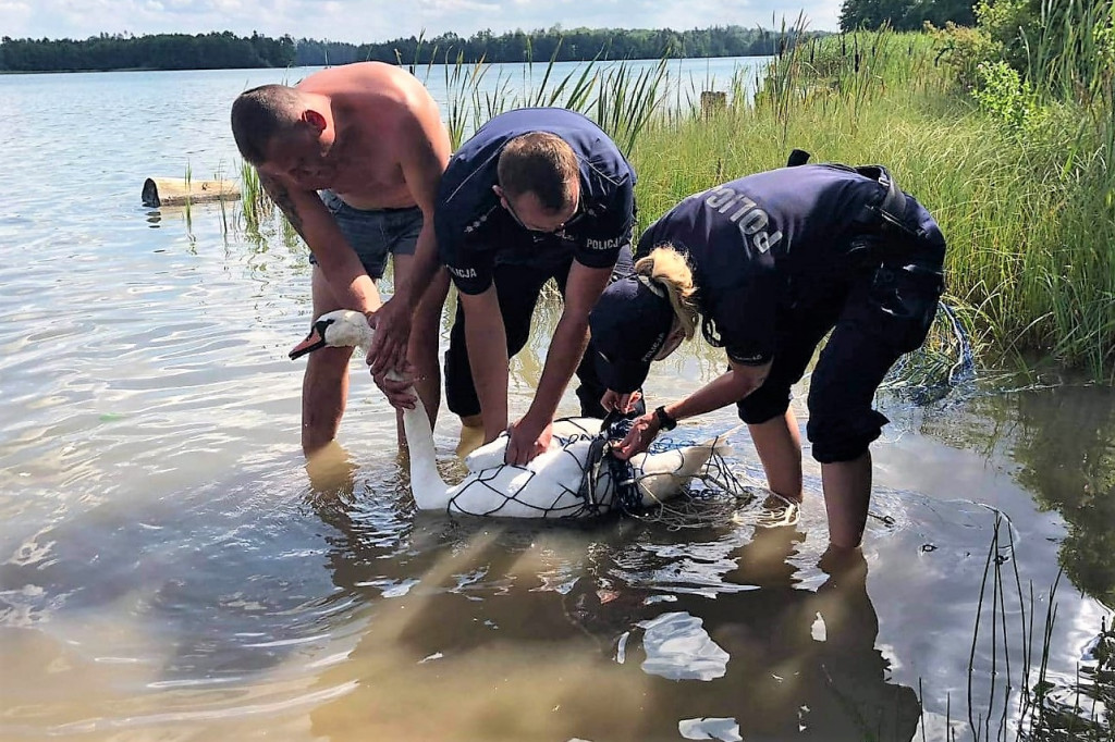 Dzielnicowi pomogli splątanemu żyłką łabędziowi
