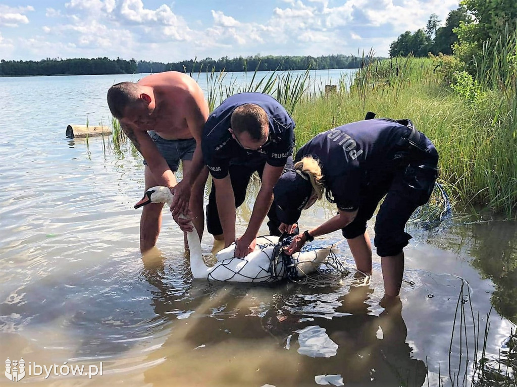 Dzielnicowi pomogli splątanemu żyłką łabędziowi