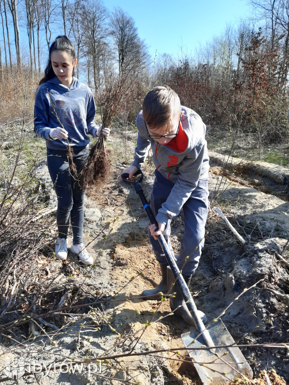 Uczniowie z Kramarzyn posadzili 2100 drzew