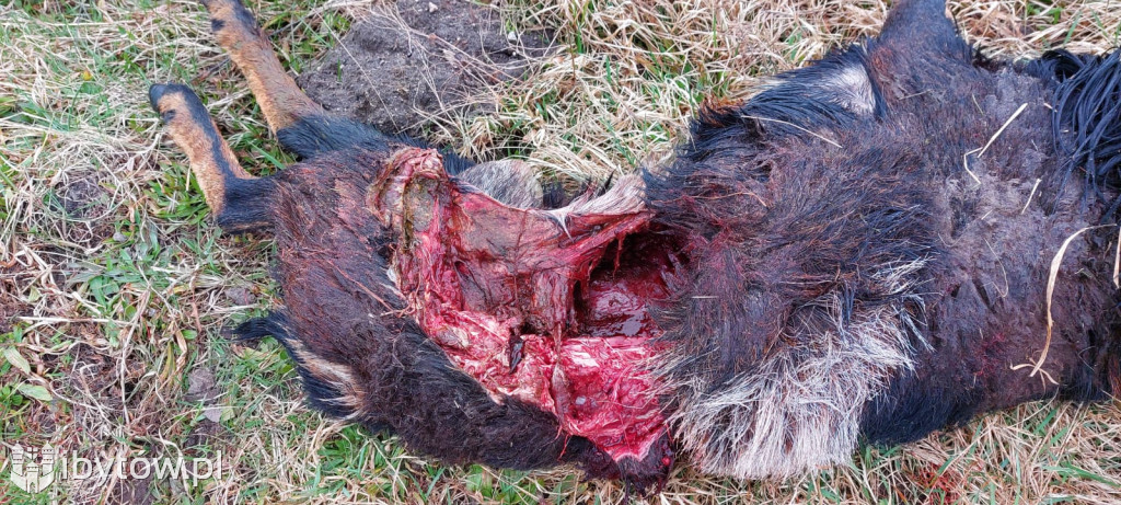 RZEŹ zwierząt w przydomowym ZOO w Gostkowie