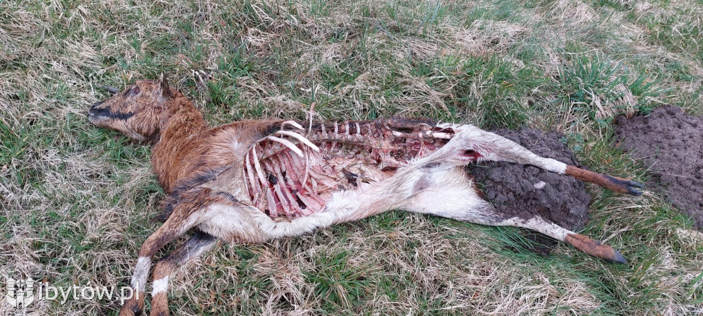 RZEŹ zwierząt w przydomowym ZOO w Gostkowie