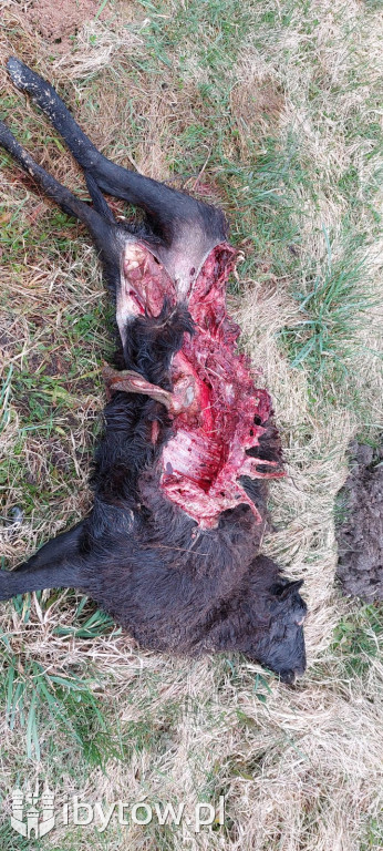 RZEŹ zwierząt w przydomowym ZOO w Gostkowie