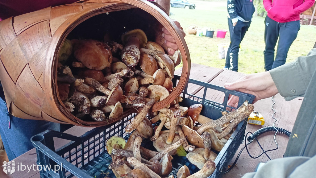 WIELKIE grzybobranie w Parchowie. Dobry wynik Litwinów