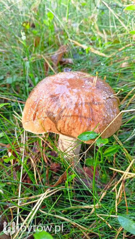 WIELKIE grzybobranie w Parchowie. Dobry wynik Litwinów