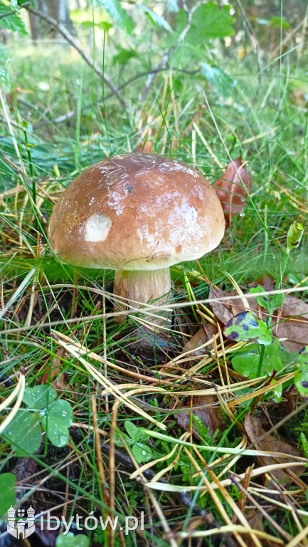 WIELKIE grzybobranie w Parchowie. Dobry wynik Litwinów