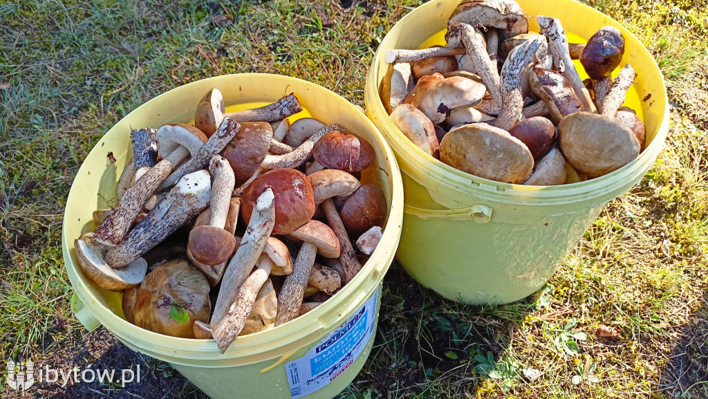 WIELKIE grzybobranie w Parchowie. Dobry wynik Litwinów