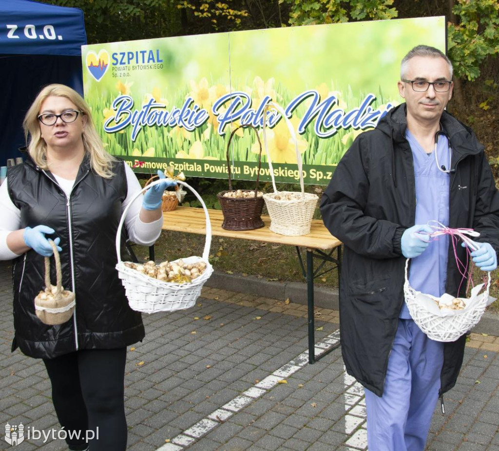 2000 żonkili ZAKWITNIE przy bytowskim szpitalu! Wszystkie zostaną ROZDANE