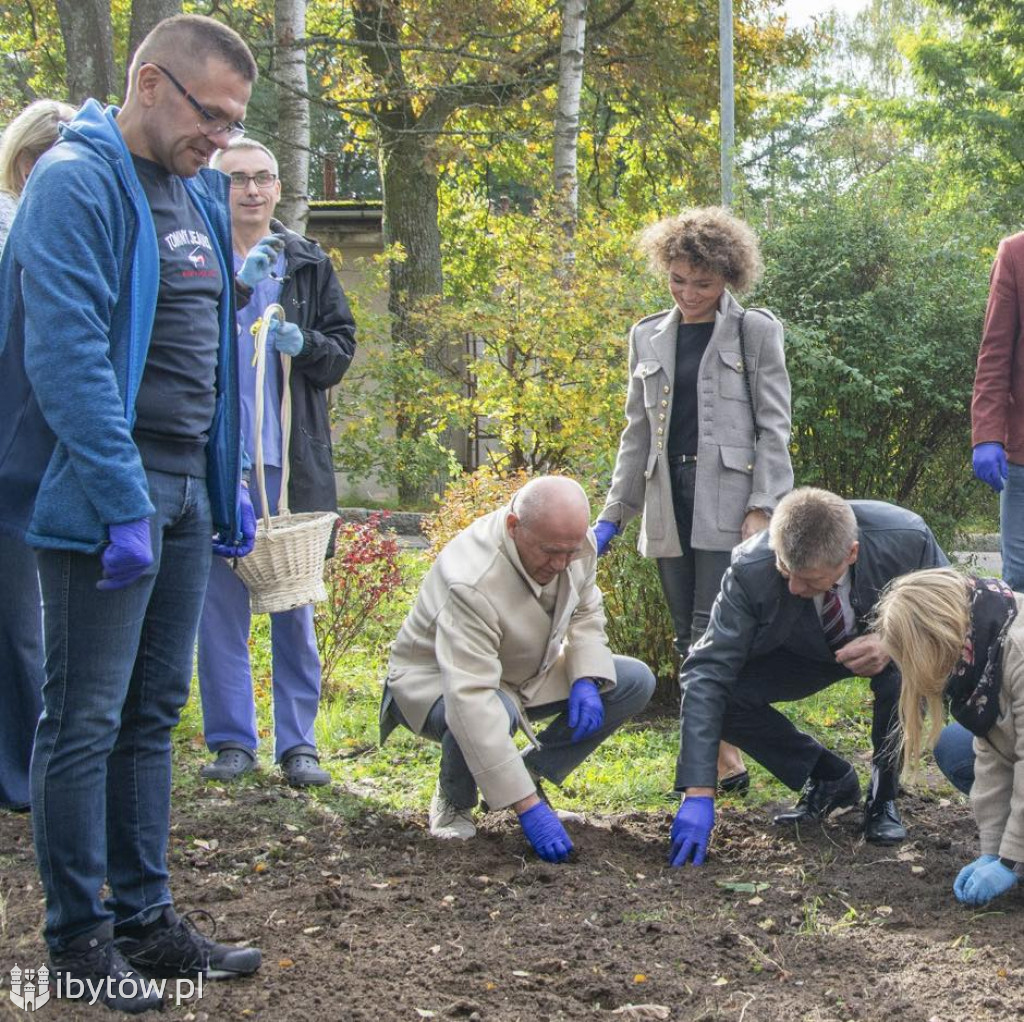 2000 żonkili ZAKWITNIE przy bytowskim szpitalu! Wszystkie zostaną ROZDANE