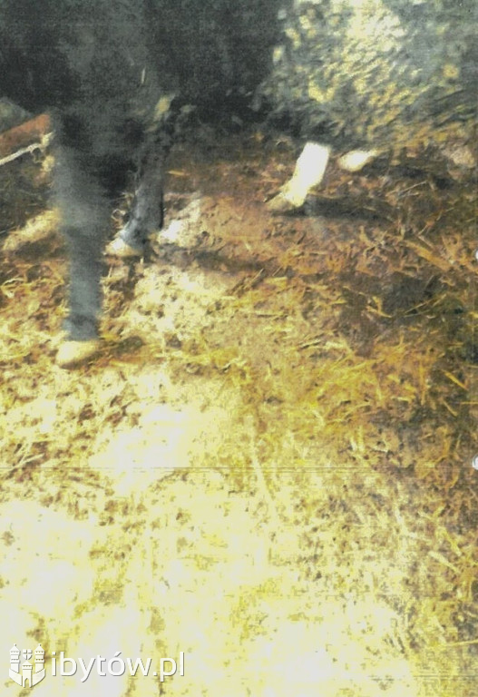 Krowia TRAGEDIA w Brzeźnie Szlacheckim