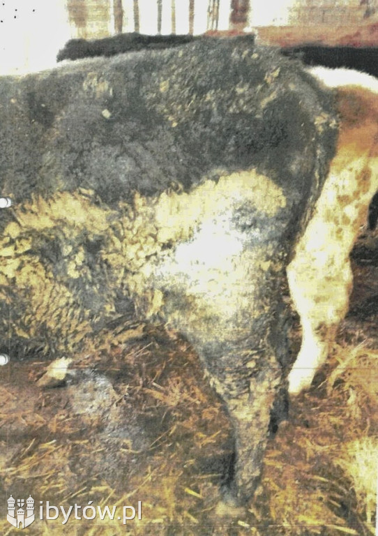 Krowia TRAGEDIA w Brzeźnie Szlacheckim