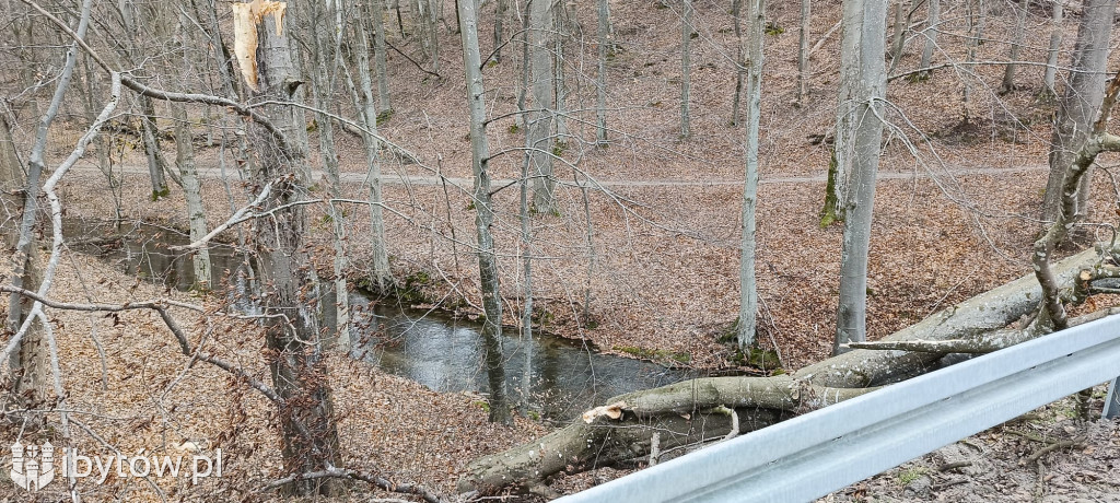 Wietrzny poniedziałek wielkanocny. Drzewa tarasowały drogi, wiatr zrywał dachy