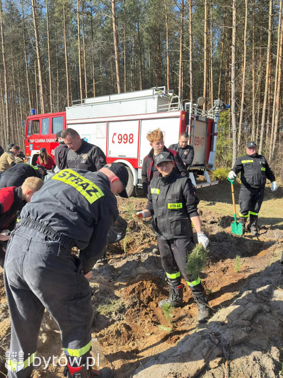 Zielona misja strażaków. Ochotnicy wspólnie sadzili las w Nadleśnictwie Łupawa