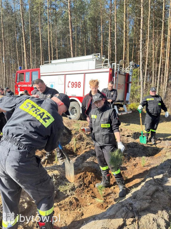 Zielona misja strażaków. Ochotnicy wspólnie sadzili las w Nadleśnictwie Łupawa