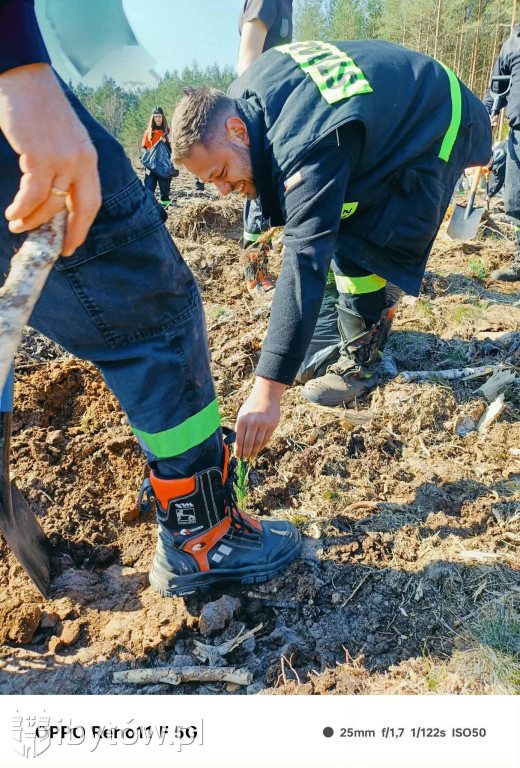 Zielona misja strażaków. Ochotnicy wspólnie sadzili las w Nadleśnictwie Łupawa