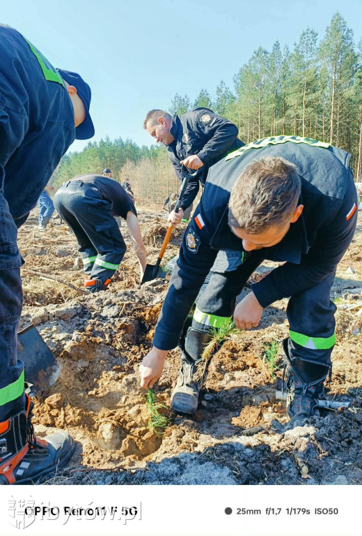 Zielona misja strażaków. Ochotnicy wspólnie sadzili las w Nadleśnictwie Łupawa