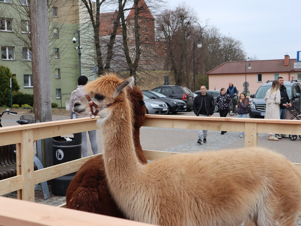 Bytów znów zagrał dla hospicjum [FOTO]