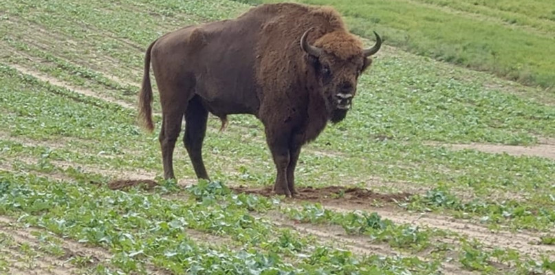 Widziano go w okolicach Bytowa. Znaleziono żubra z odciętą głową!