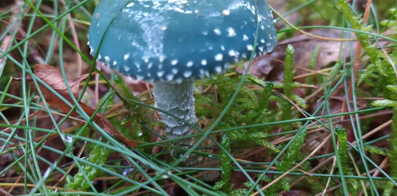 Smerfowe, antynowotworowe grzyby rosną w bytowskich lasach