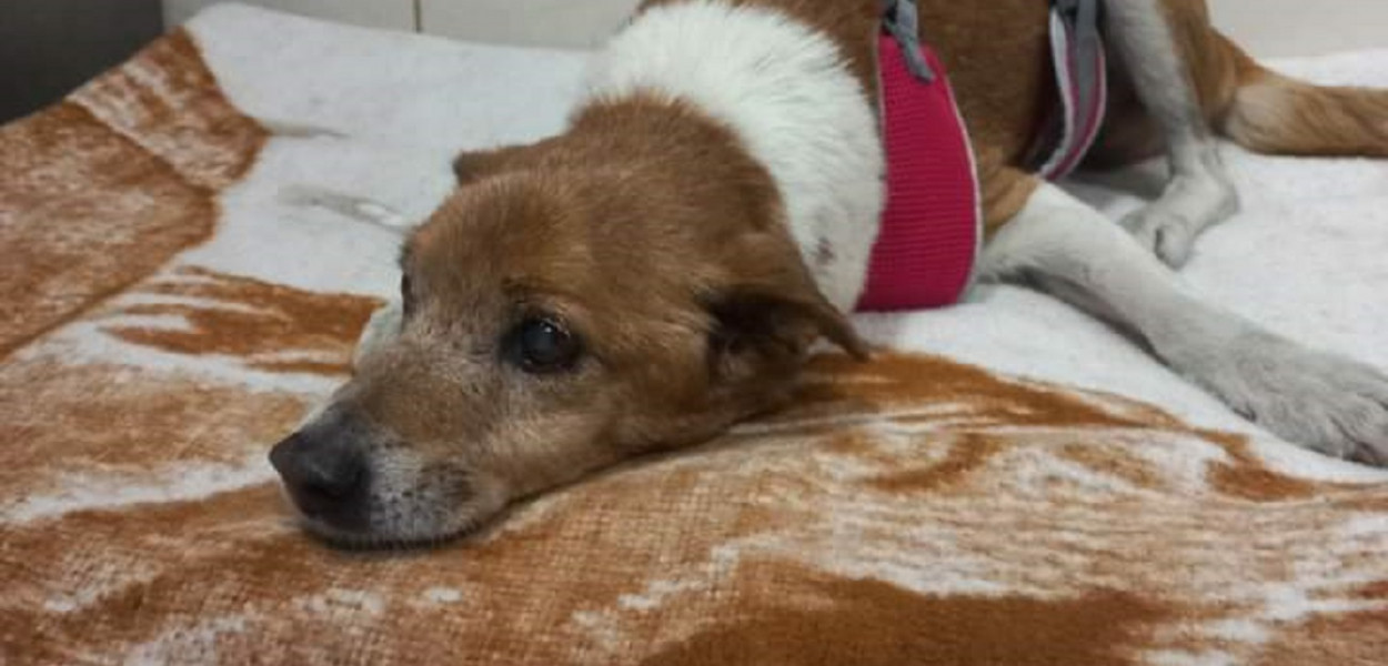 Kundelek znaleziony przy drodze. SKATOWANY na śmierć?!