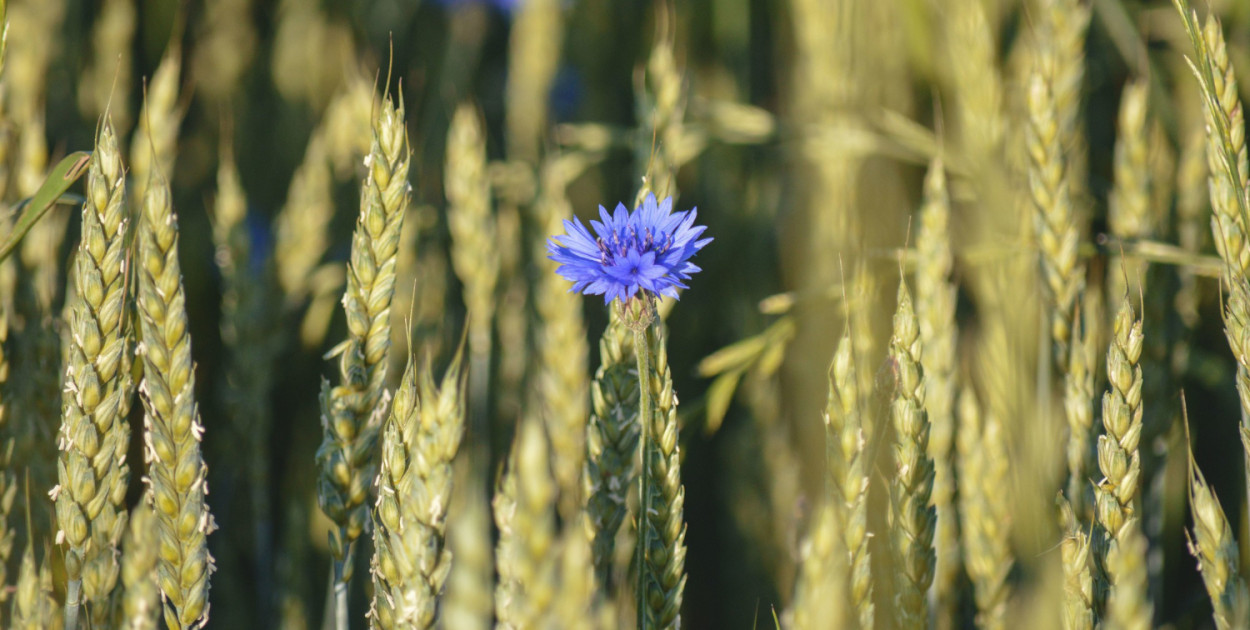 Potafoska - czym jest i jak działa na rośliny?