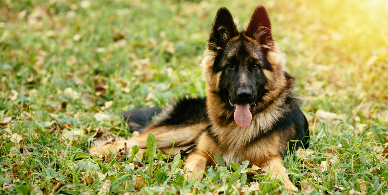 Jaką karmę dla owczarka niemieckiego warto wybrać?