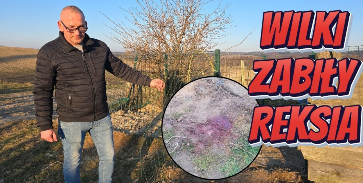 Jacek Prondzyński twierdzi, że jego pies padł ofiarą wilków