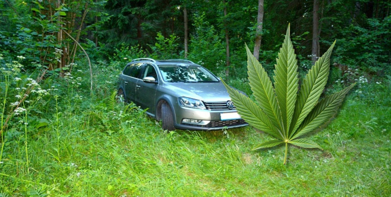 Kierowca Volkswagena Passata zapewnia, że nie jechał samochodem pod wpływem marihuany