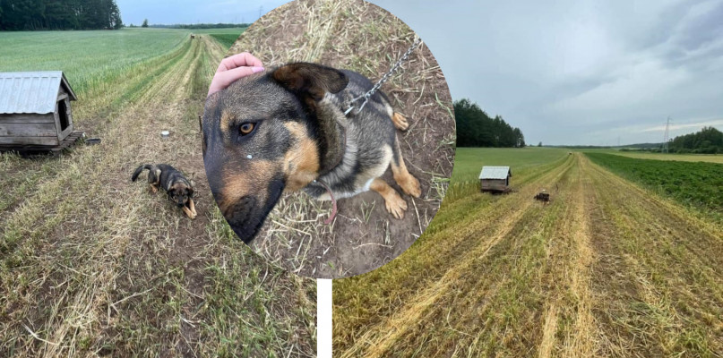 Na polu w Krosnowie w czasie upału rolnik trzyma psy w budach z blaszanymi dachami 