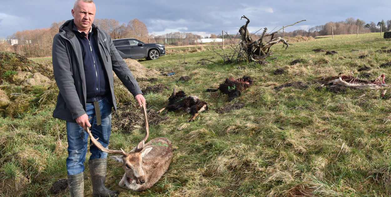 Grzegorz Pałubicki po ataku wilków stracił siedem zwierząt hodowlanych 