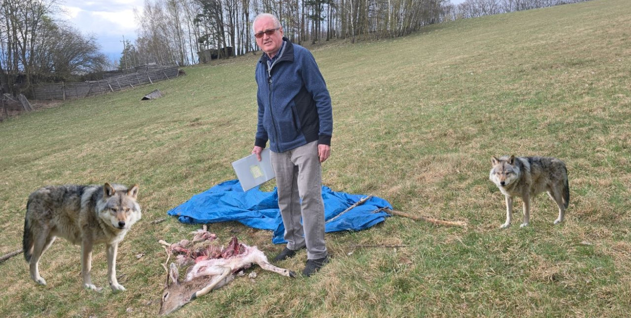Połowa wszystkich przypadków zagryzienia zwierząt gospodarskich przez wilki w powiecie bytowskim w 2025 roku dotyczy pięciu danieli należących do Tadeusza Cichosza