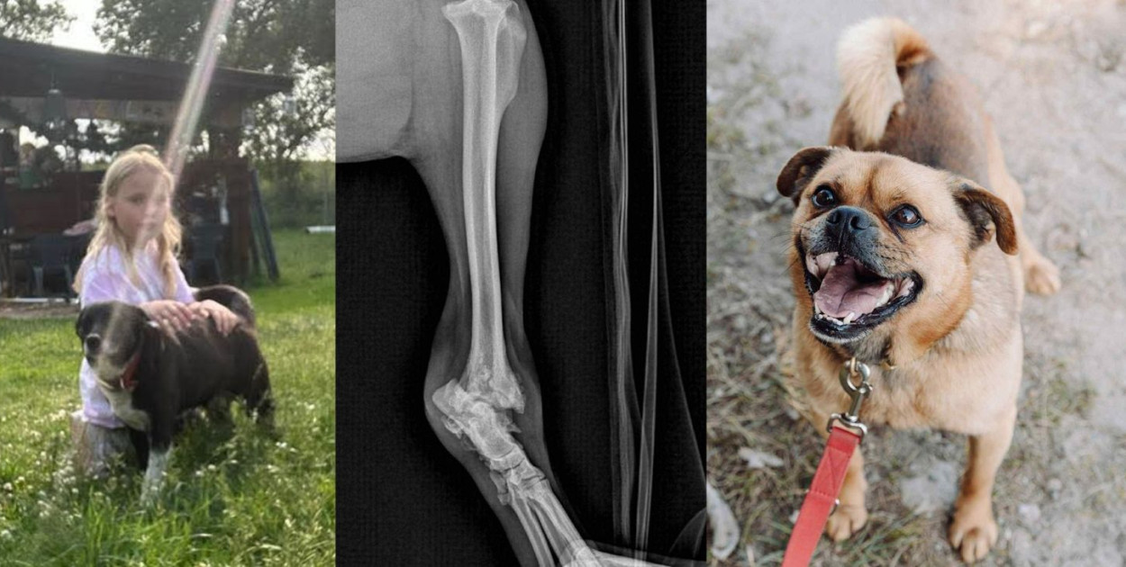 10-letnia Lilka wykazała się niezwykłą empatią, przekazując na leczenie psa wszystkie swoje oszczędności ze skarbonki