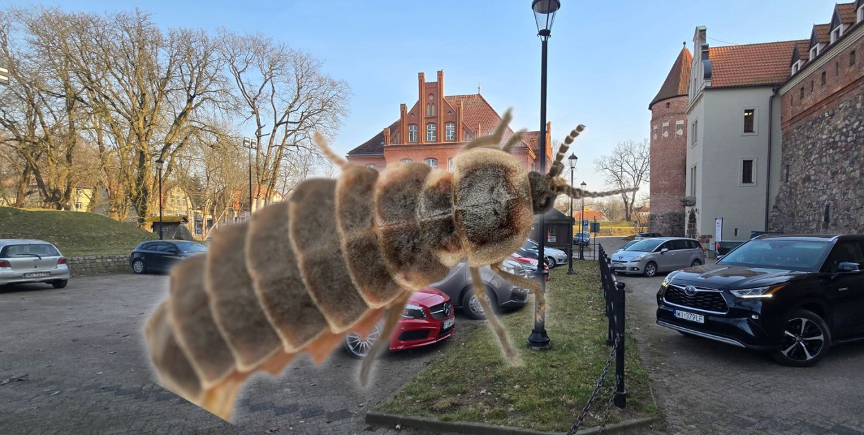 Remont bytowskiego zamku potrwa do początku września. Wykryto insekty