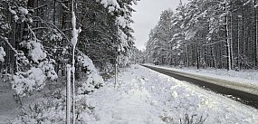 NAKAZALI, więc dyrektor Pradella posadził drzewa