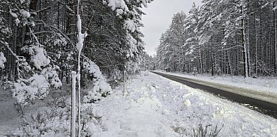 NAKAZALI, więc dyrektor Pradella posadził drzewa w lesie-16644