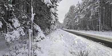 NAKAZALI, więc dyrektor Pradella posadził drzewa-16644