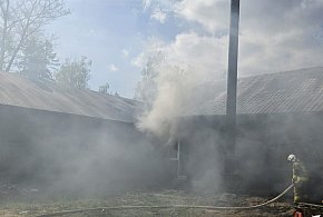 Kurczaki OCALAŁY po pożarze w Czarnej Dąbrówce-19069