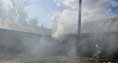 Kurczaki OCALAŁY po pożarze w Czarnej Dąbrówce-19069