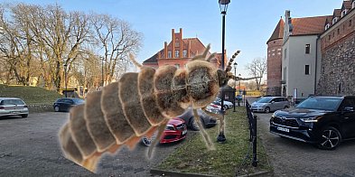 ROBOTY W ZAMKU ZNOWU OPÓŹNIONE. WYKRYTO INSEKTY-20595