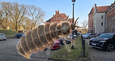 ROBOTY W ZAMKU ZNOWU OPÓŹNIONE. WYKRYTO INSEKTY-20595