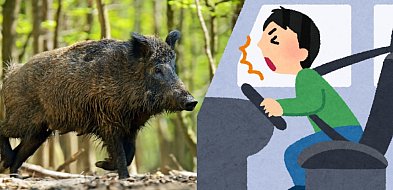 Drogi pełne wrażeń - od dwóch promili po spotkania z dzikiem-20621