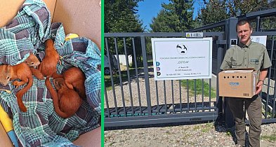 Leśniczy URATOWAŁ wiewiórki osierocone przez kruka-20824