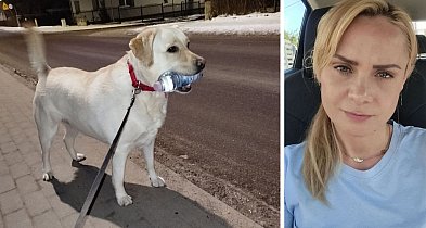 Labradorka Luna walczy o sprawność. JEST ZBIÓRKA-21400
