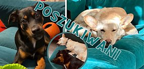 Gdzie podziały się Bułka i Felka? NAGRODA 1000 zł