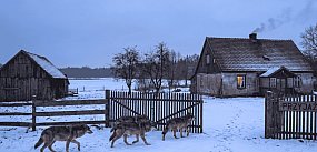 WILCZY PROBLEM. Radni domagają się odstrzału