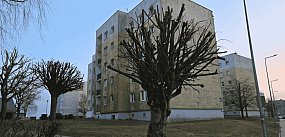 Drzewa zamienione w kikuty? Mieszkańcy oburzeni