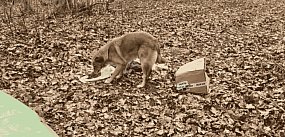 Porzucili psa w lesie. Zwierzę czekało przy kartonie