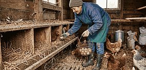 Pomór drobiu w Czarnej Dąbrowie. Pierwsze ognisko