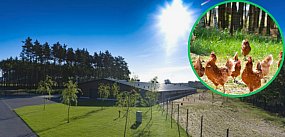 Wielka fabryka jaj. INWESTYCJA za 400 milionów