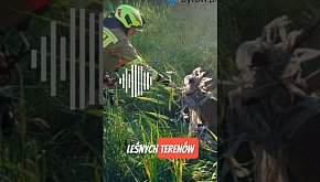 Strażacy ratowali jelenia